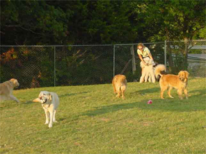 Dogs are supervized during group playtime