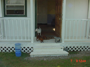 The small dog boarding house.  We also serve surrounding areas - Wylie, Parker, Allen, Murphy, Plano, etc