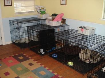 small dog boarding kennels