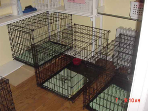This is where the animals eat & sleep